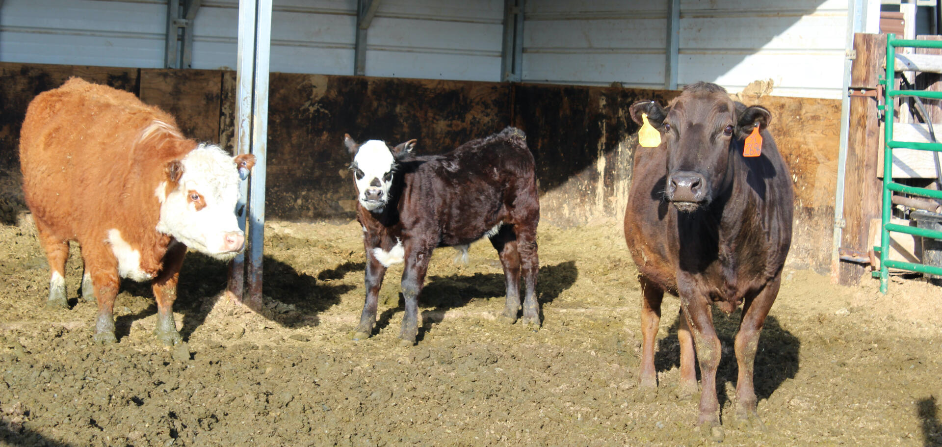 Full-blood Wagyu Calf